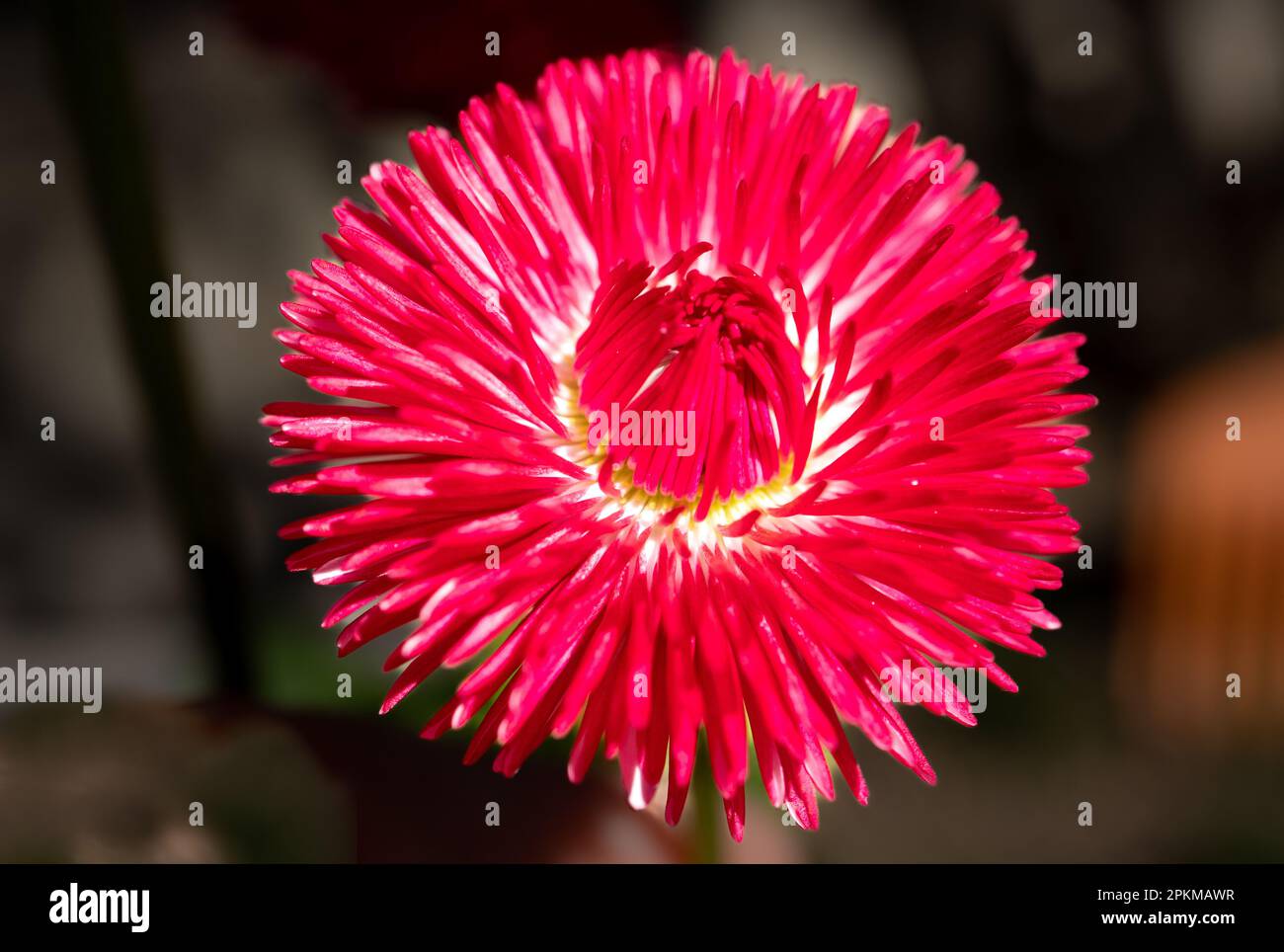 Fotografía macro de una pequeña flor roja con el fondo desenfocado Foto Stock