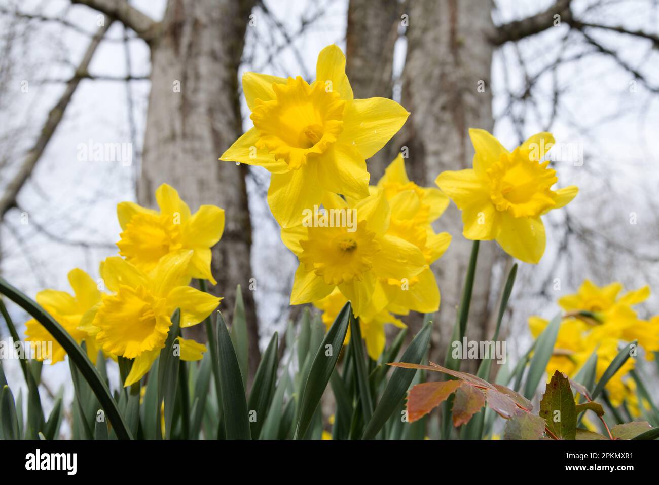 Fiori di Daffodil in primo piano crescendo in bosco con trombe gialle viste dal basso Foto Stock