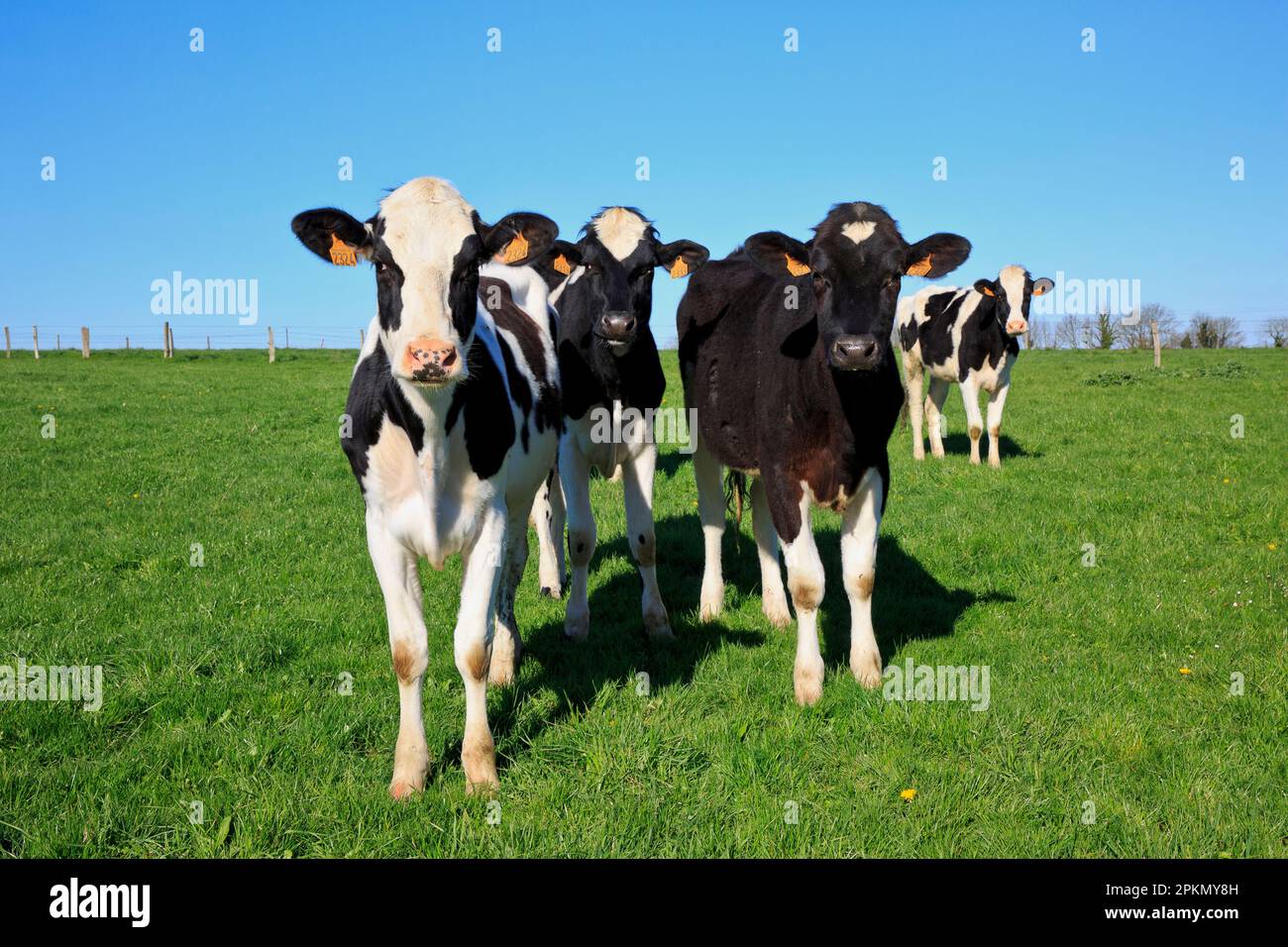 Bovini da latte normanni a Saint-Jouin-Bruneval (Seine-Maritime) in Normandia, Francia Foto Stock