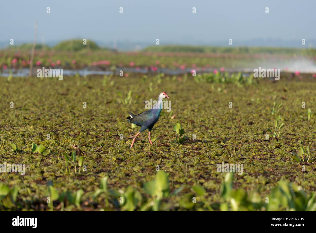 Uccello Jacana con ali di bronzo che cammina nella palude di Talae noi, Phatthalung, Thailandia. Foto Stock