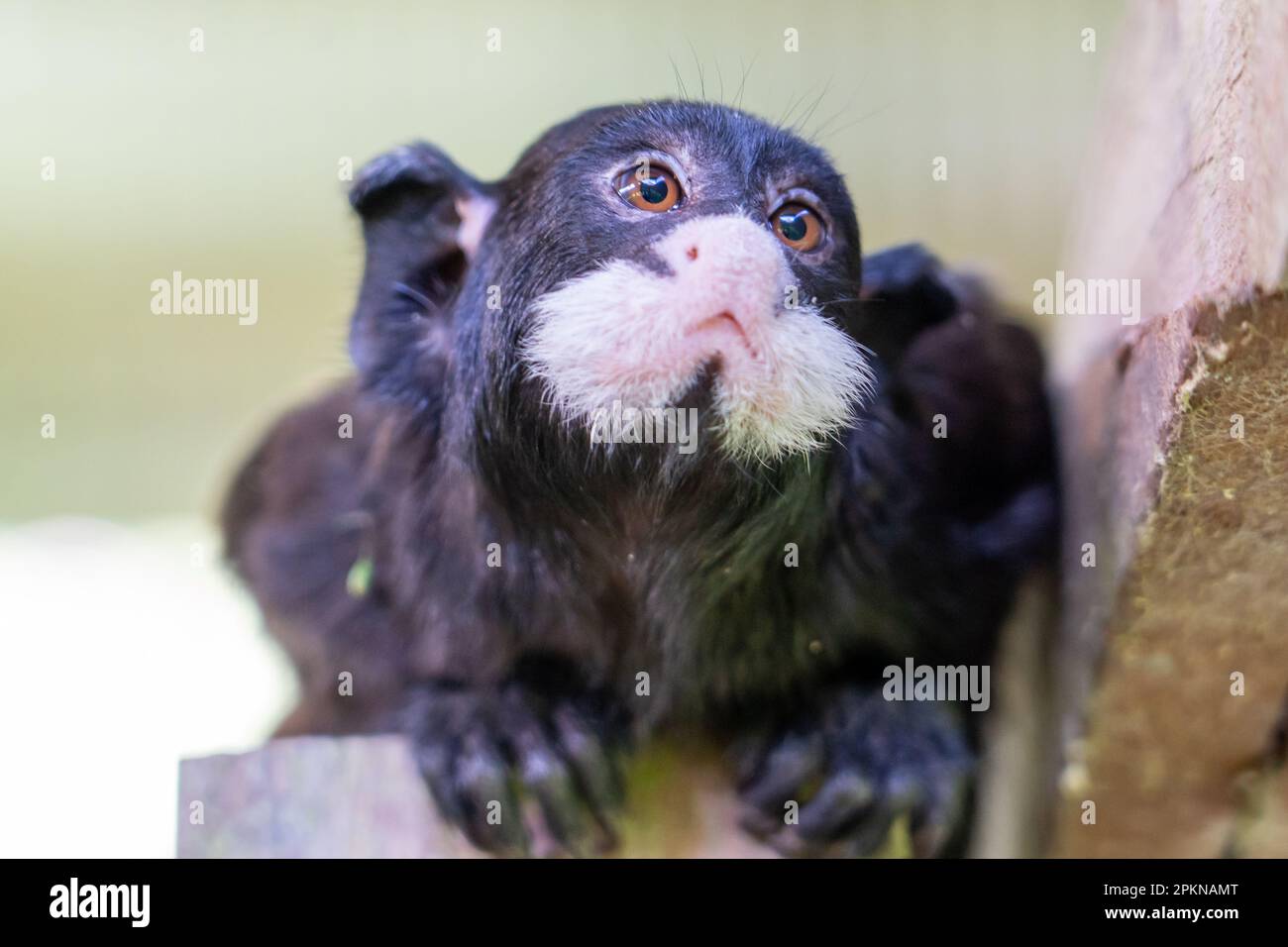 Tamarin moustached (Mystax Saguinus) su la Isla de los Monos a Iquitos, Perù Foto Stock