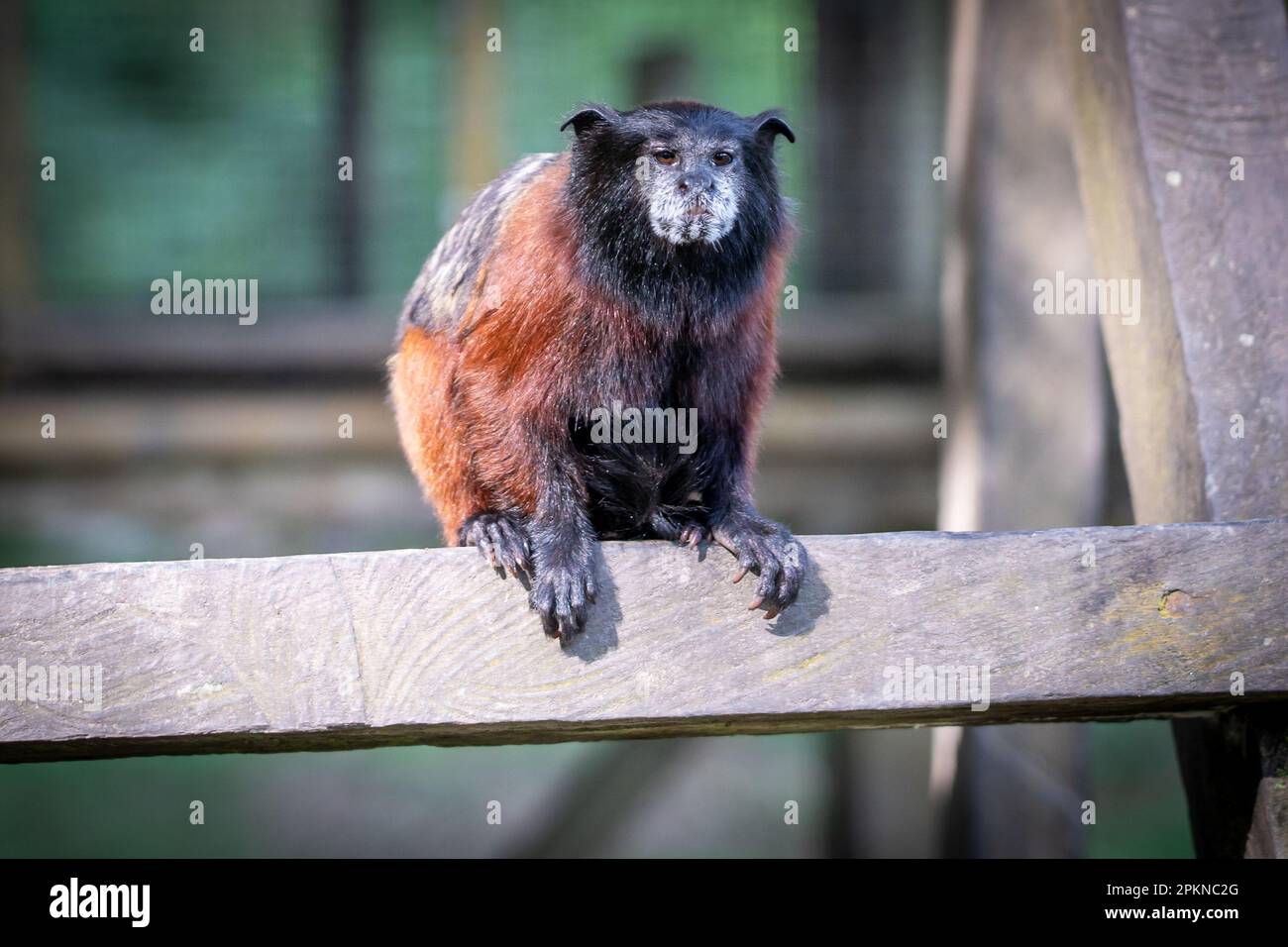 Tamarino dorato (Leontocebus tripartitus) su la Isla de los Monos a Iquitos, Perù Foto Stock