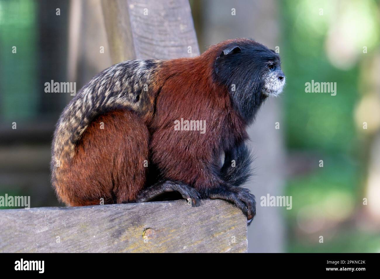 Tamarino dorato (Leontocebus tripartitus) su la Isla de los Monos a Iquitos, Perù Foto Stock