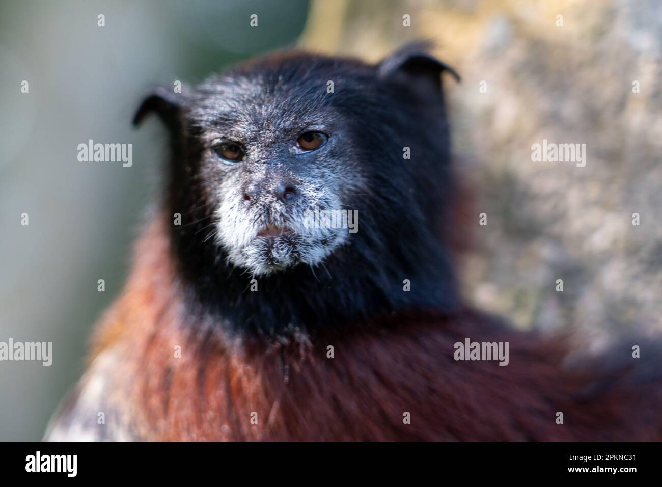 Tamarino dorato (Leontocebus tripartitus) su la Isla de los Monos a Iquitos, Perù Foto Stock