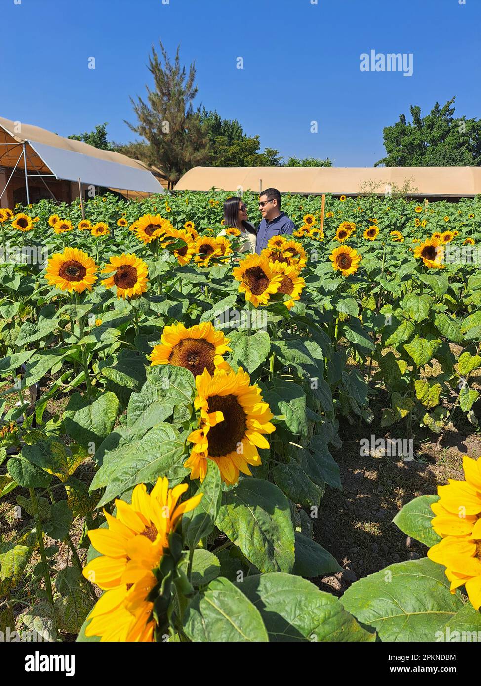 Latino coppia adulta di uomo e donna con occhiali e cappello sono felici e innamorati nel mezzo di un campo di girasole trascorrere momenti Foto Stock