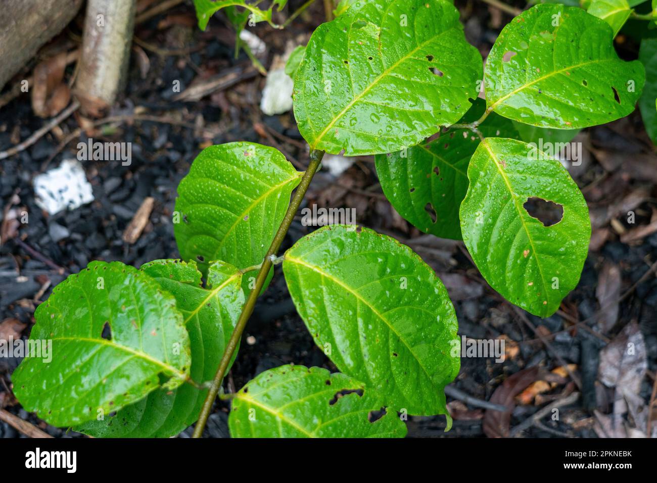 L'ayahuasca (Banisteriopsis caapi) è una pianta bollita e distillata utilizzata nella pratica sacra e rituale del bacino del Rio delle Amazzoni Foto Stock