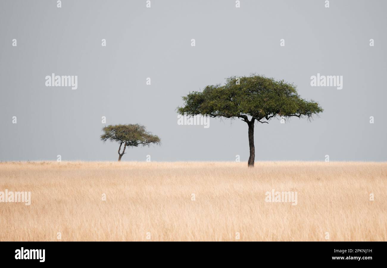 Alberi in Savannah Africana Foto Stock