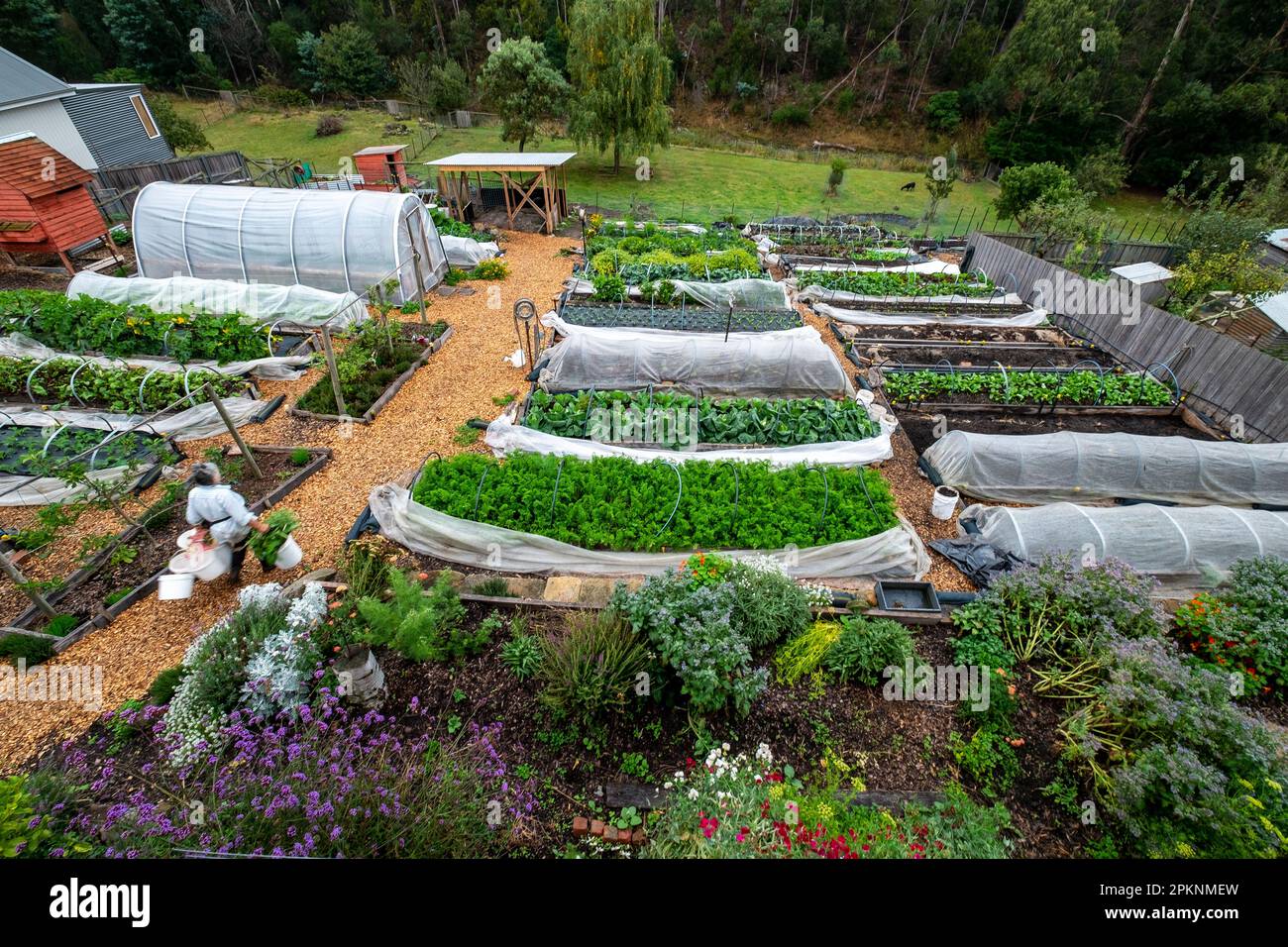 Un piccolo giardino di mercato biologico suburbano con letti rialzati e una casa calda tunnel di cerchio nel sud di Hobart Tasmania, Australia in autunno Foto Stock