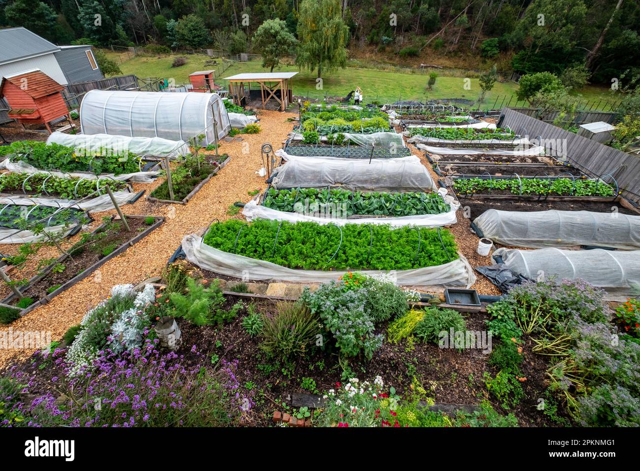 Un piccolo giardino di mercato biologico suburbano con letti rialzati e una casa calda tunnel di cerchio nel sud di Hobart Tasmania, Australia in autunno Foto Stock