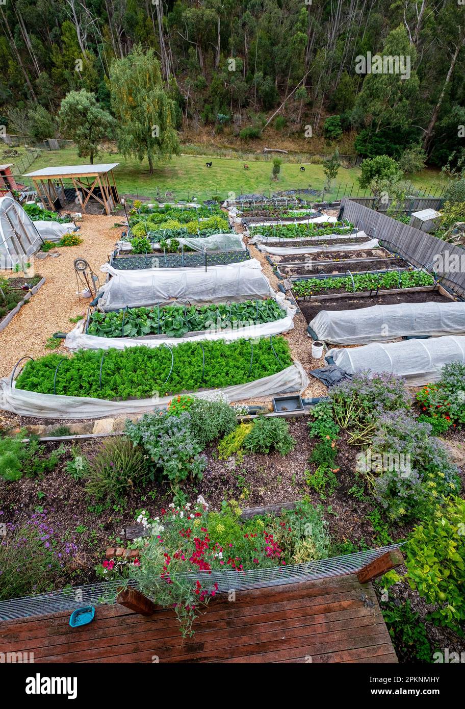 Un piccolo giardino di mercato biologico con letti rialzati a South Hobart, Tasmania Foto Stock