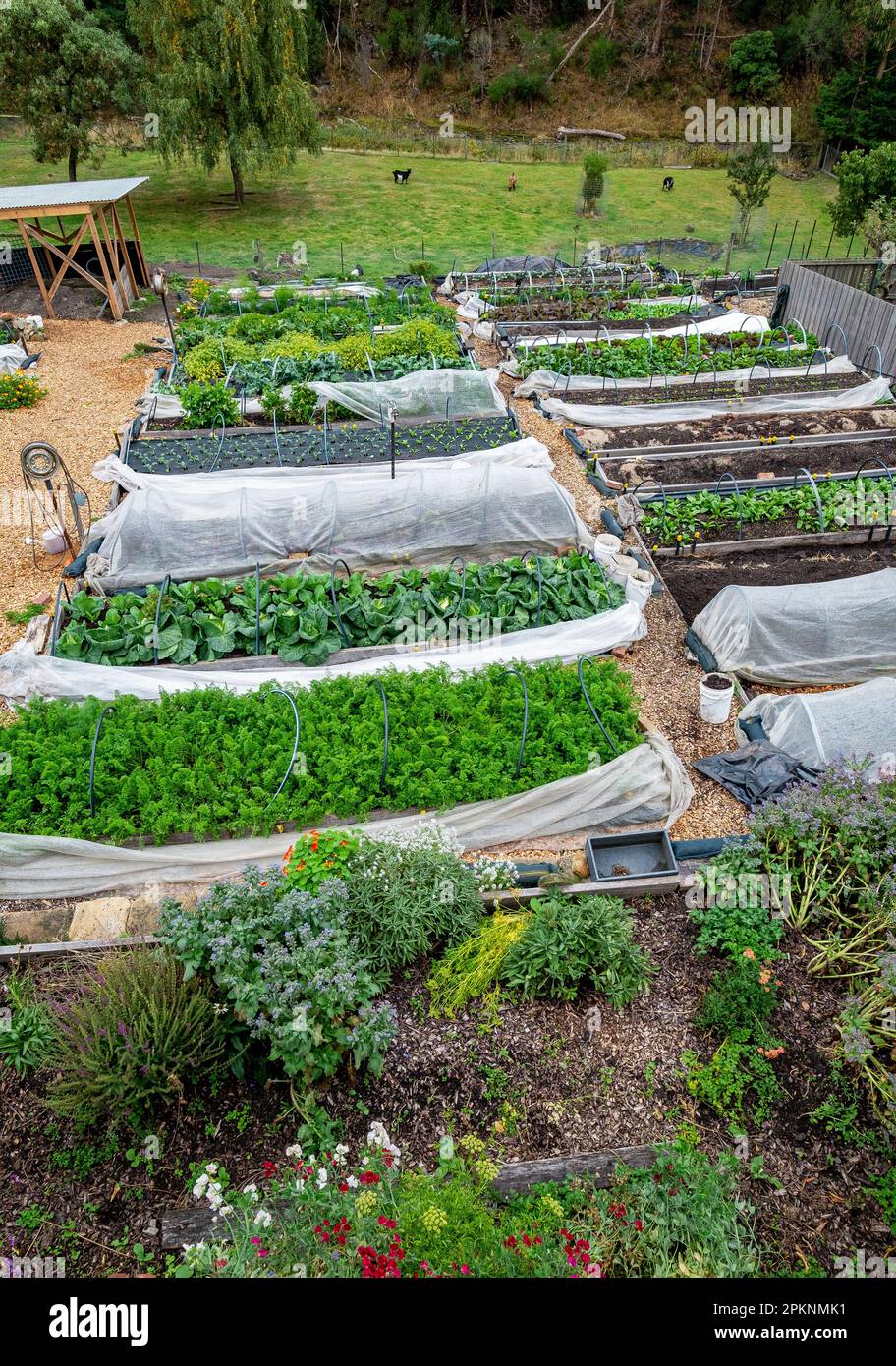 Un piccolo giardino di mercato biologico con letti rialzati a South Hobart, Tasmania Foto Stock