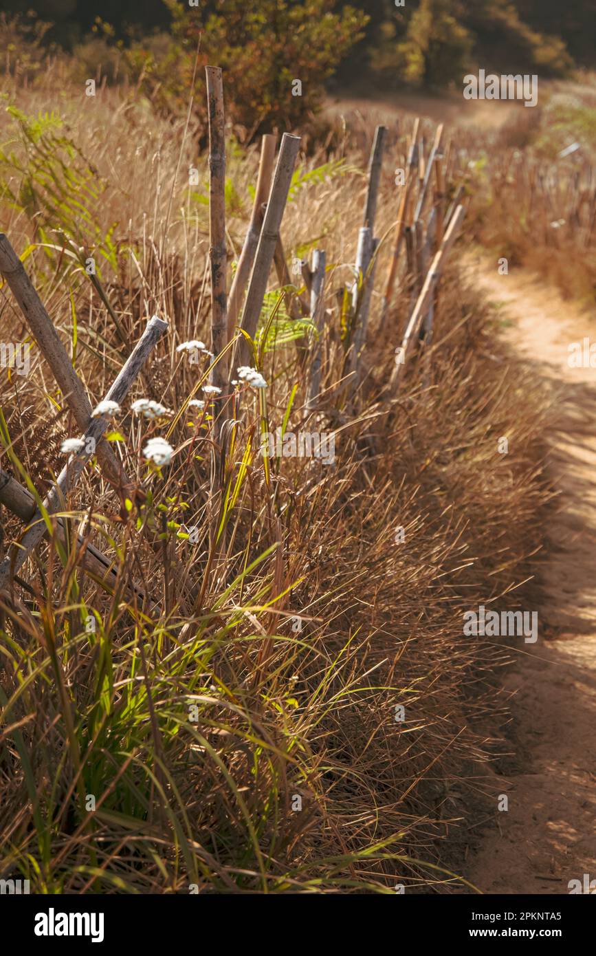 Un sentiero natura con recinzioni di bambù su entrambi i lati circondato da fiori selvatici attraverso un prato sub-alpino in estate. Doi Inthanon National Park. Foto Stock