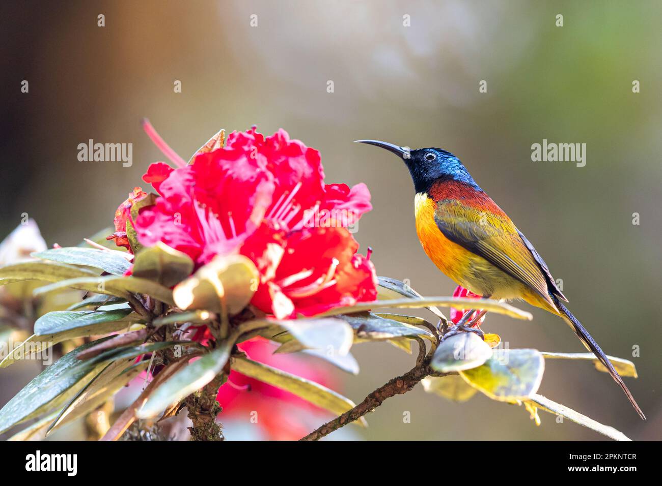 Primo piano di un Sunbird dalla coda verde che si nutre di un fiore rosso di rododendro è in fiore, una sottospecie originaria del Doi Inthanon, Thailandia. Foto Stock