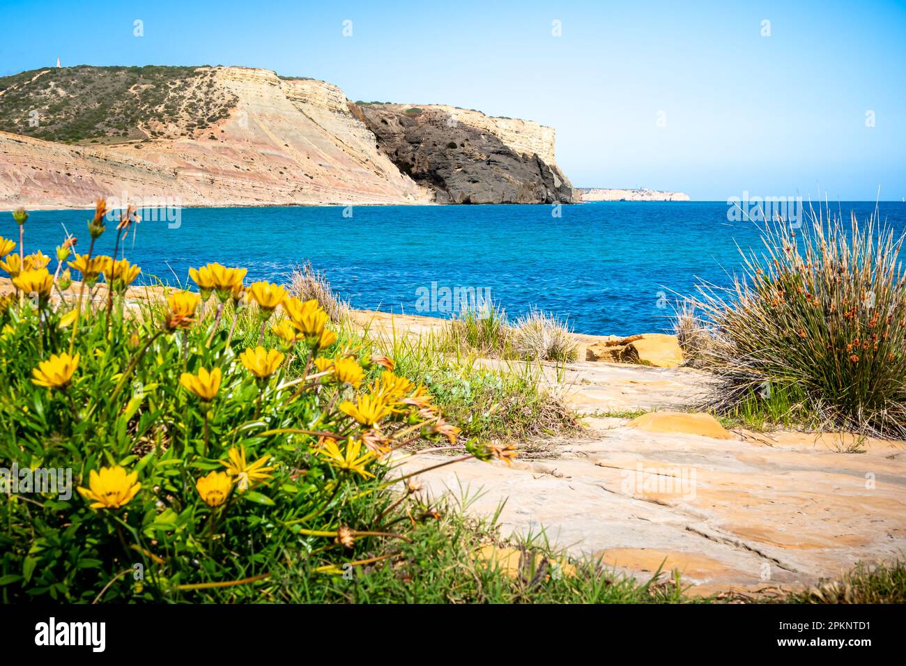 La costa dell'Algarve è una vista mozzafiato da questa costa rocciosa, con fiori gialli che incorniciano una vista panoramica sulla baia di Luz fino all'iconica scogliera nera. Foto Stock