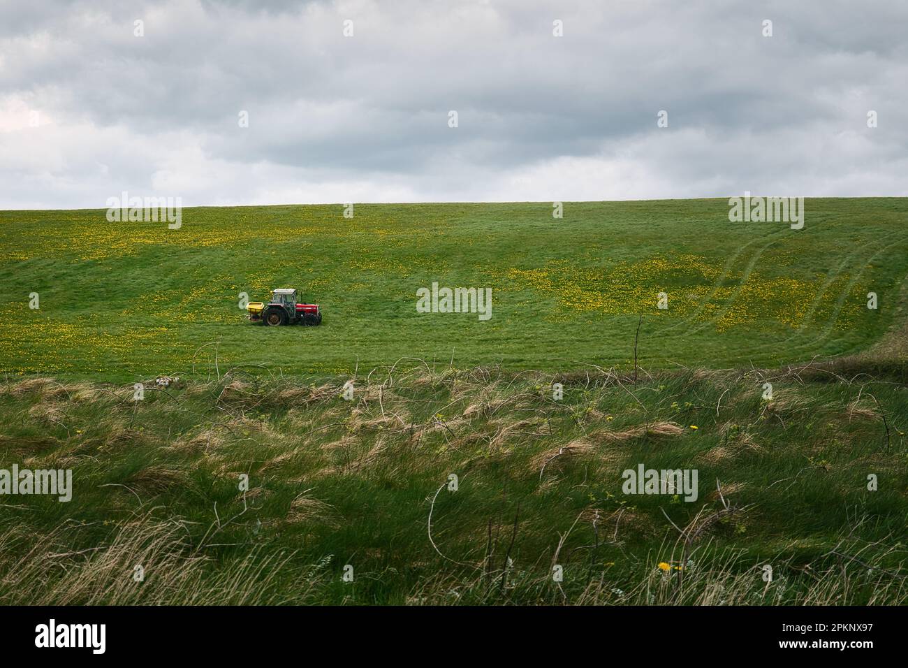 Guida di trattori in fattoria in campo di fiori presso la spiaggia di Silverstrand a Galway, Irlanda Foto Stock