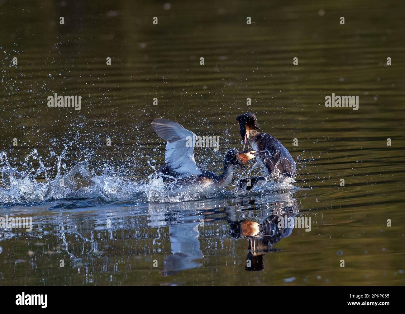 Grande combattimento di Grebes Crested Foto Stock