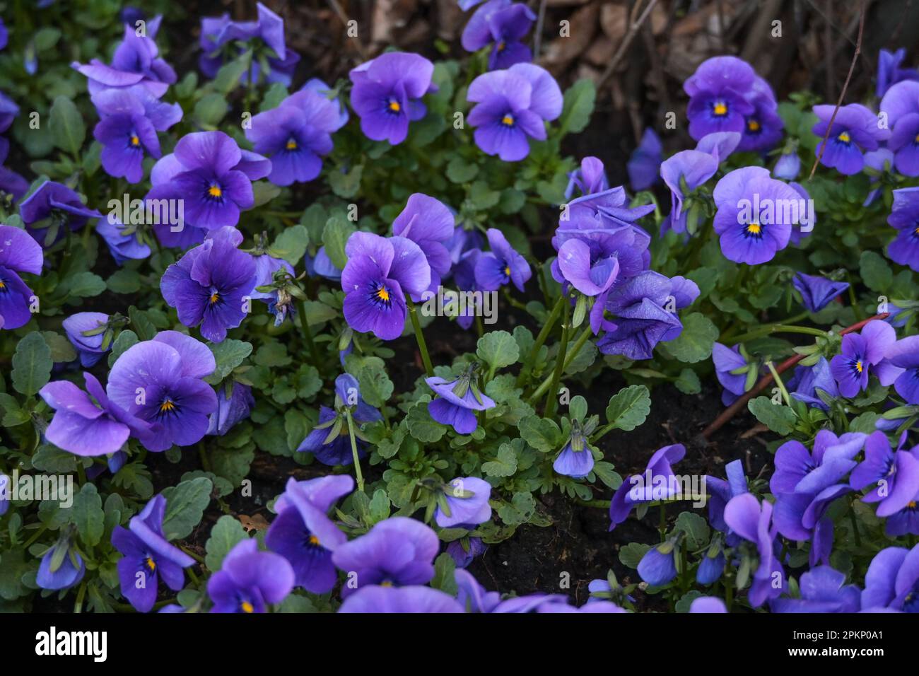 Piantagione primaverile con un sacco di panda corna blu-violetta (Viola cornuta) in un letto di fiori in giardino, spazio copia, fuoco selezionato, profondità stretta di fiele Foto Stock