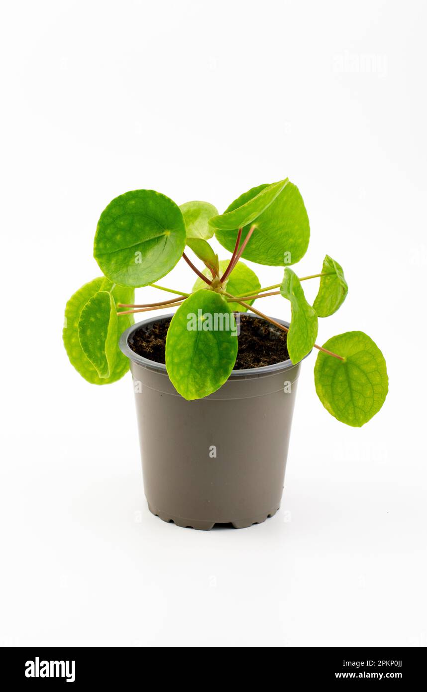 Pilea peperomioides, la Money Plant cinese, la UFO Plant, la frittella o la pianta missionaria isolata su sfondo bianco. Foto Stock