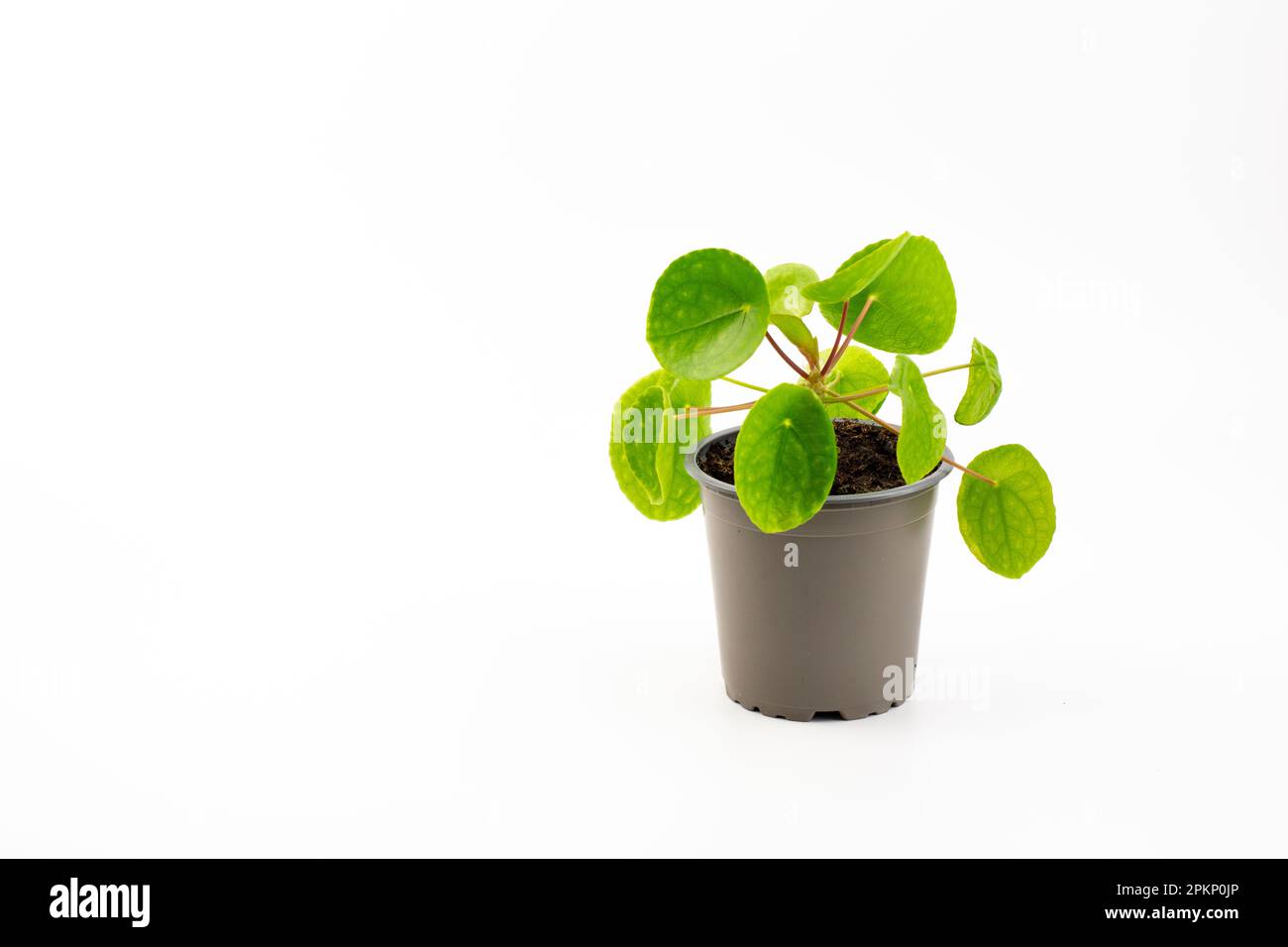 Pilea peperomioides, la Money Plant cinese, la UFO Plant, la frittella o la pianta missionaria isolata su sfondo bianco. Foto Stock