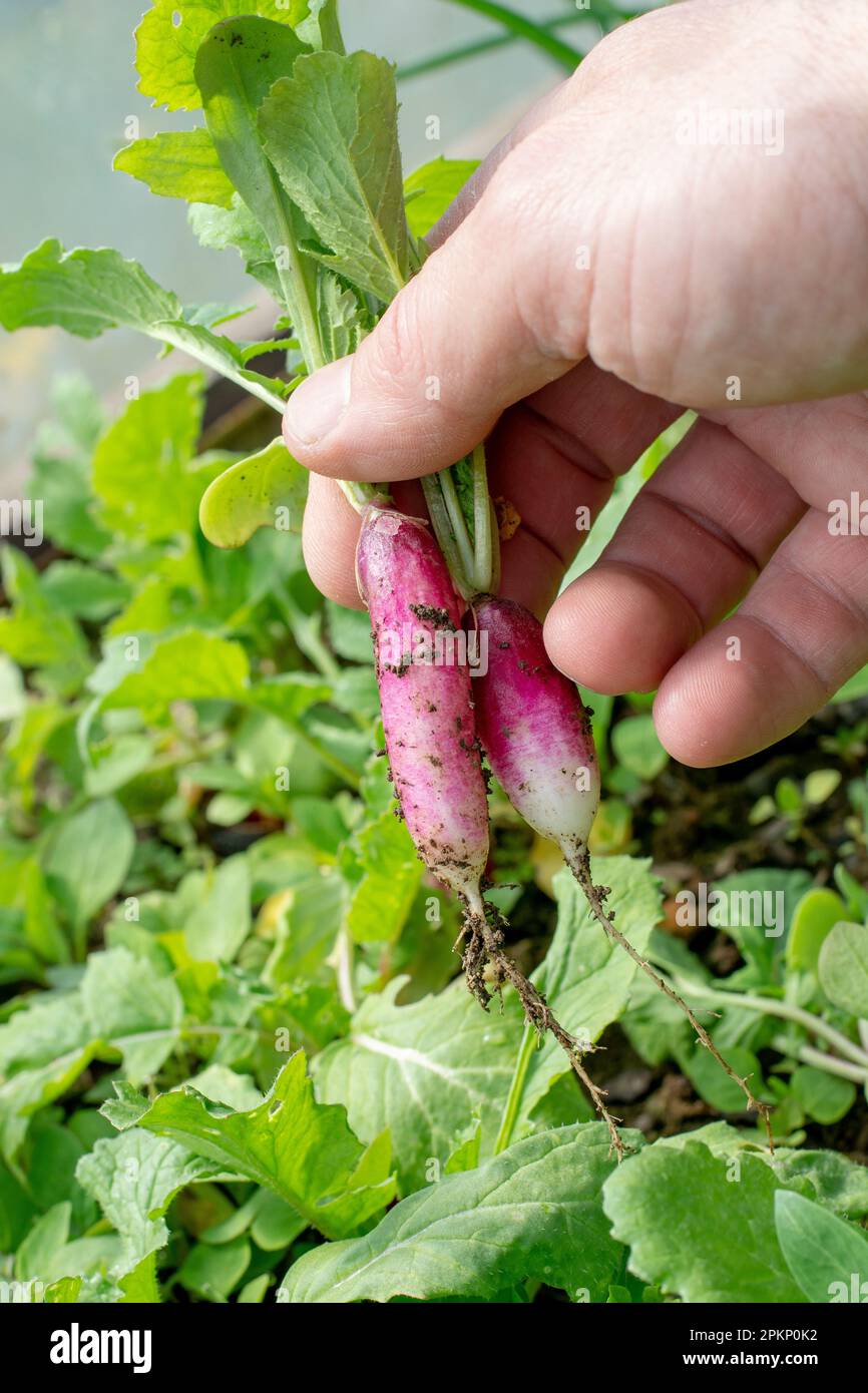 Persona che raccoglie il ravanello organico giovane nella serra. Mano umana che tiene rafano fresco. Giardinaggio. Foto Stock