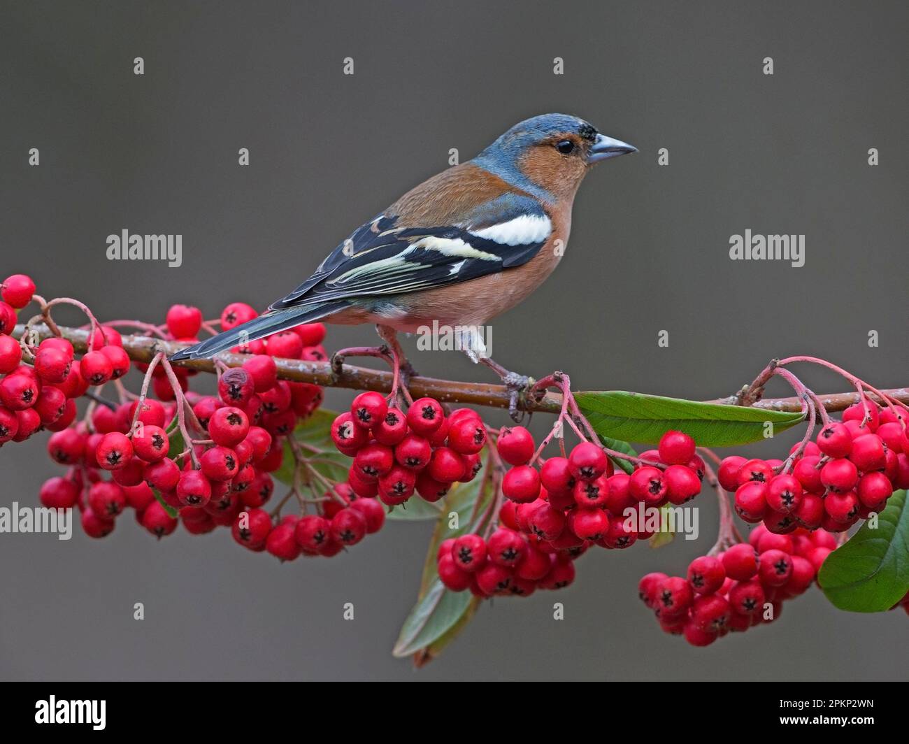 Chaffinch maschio arroccato su cotoneaster Foto Stock