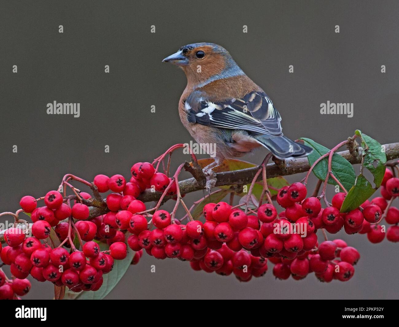 Malechaffinch arroccato su cotoneaster Foto Stock