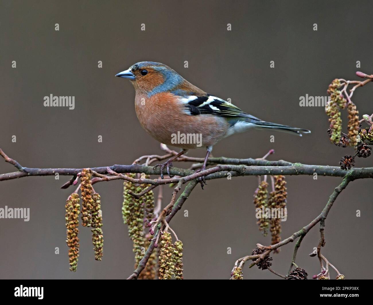 Malechaffinch arroccato su cetrioli Foto Stock