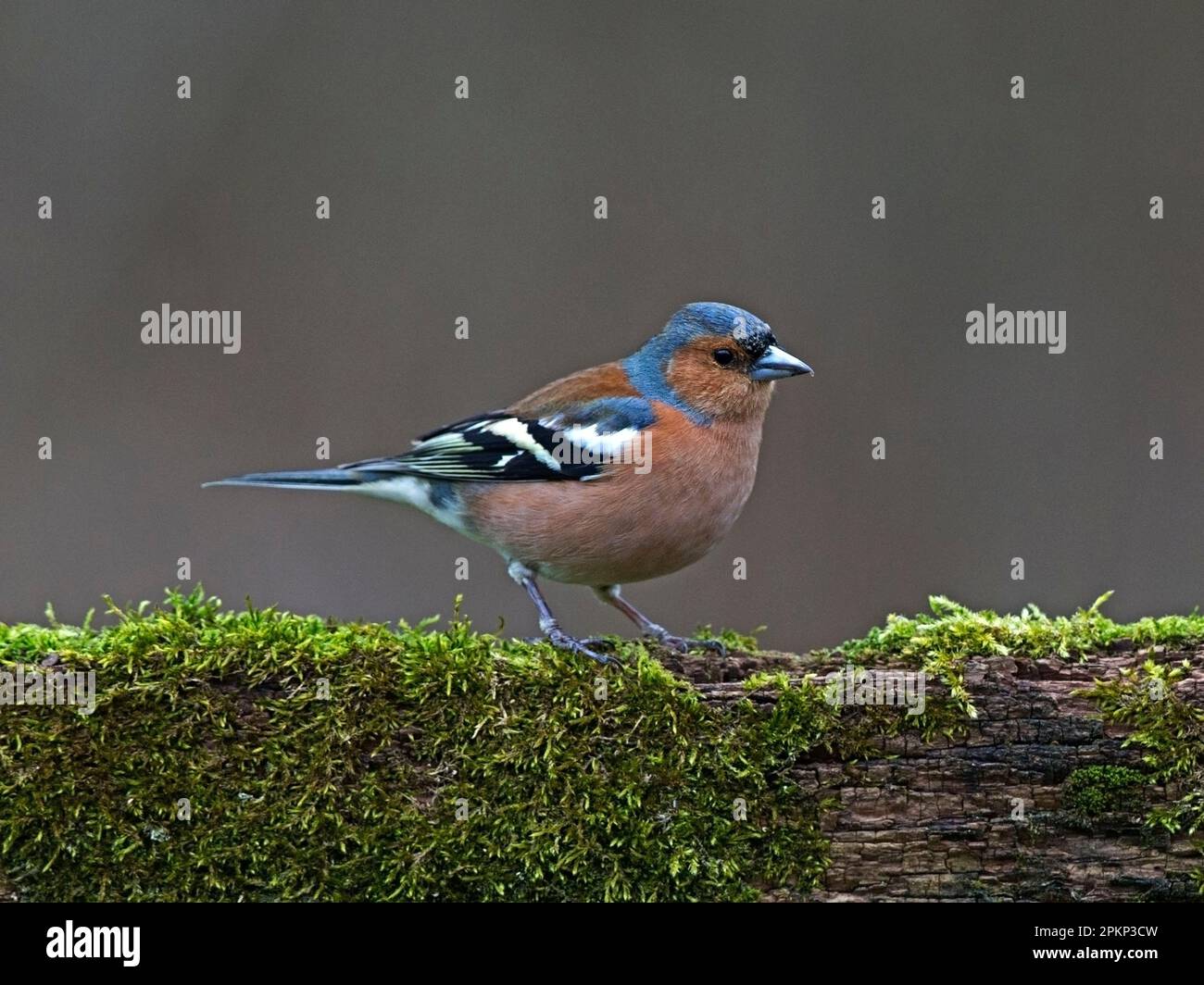 Malechaffinch arroccato sul ramo Foto Stock