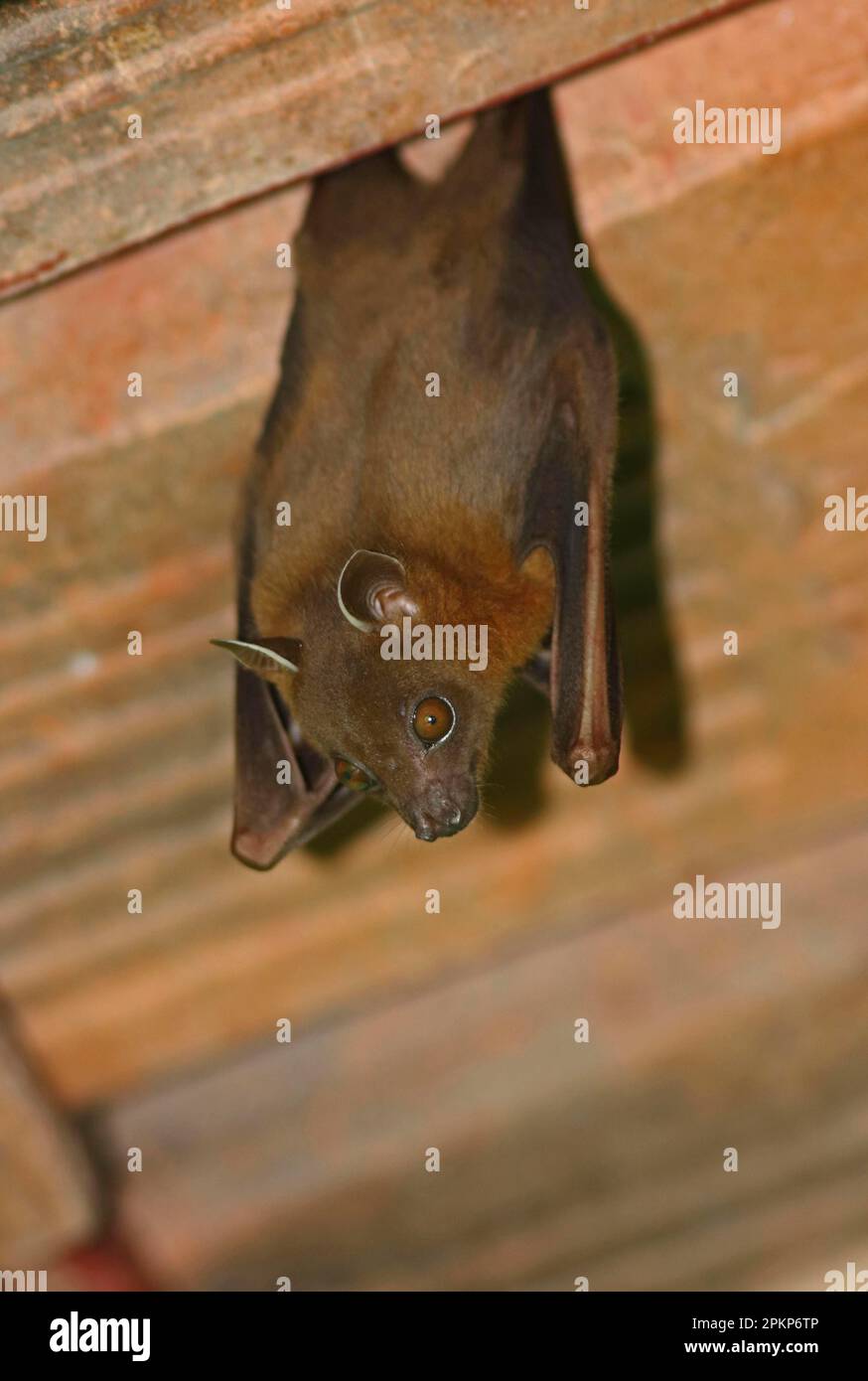 Bat di frutta a naso corto maggiore (Sfinge di Cynopterus) adulto, appeso dal tetto, modo Kambas N. P. Lampung Provincia, Sumatra, Isole di Sunda Grande, Indones Foto Stock