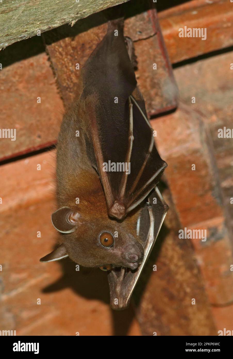 Bat di frutta a naso corto maggiore (Sfinge di Cynopterus) adulto, appeso dal tetto, modo Kambas N. P. Lampung Provincia, Sumatra, Isole di Sunda Grande, Indones Foto Stock