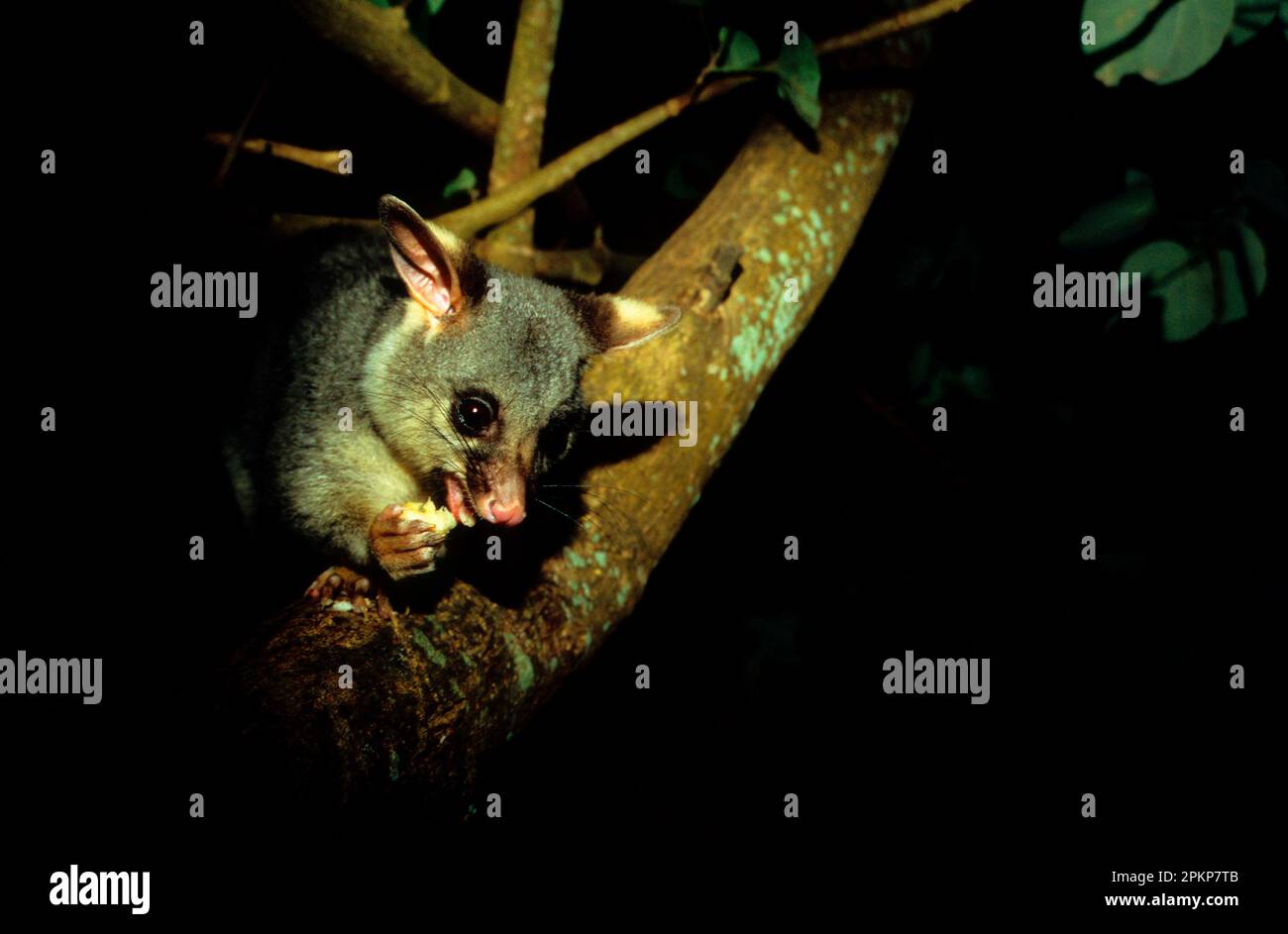 Possum comune di brushtail (Trichosurus vulpecula), ombra notturna per adulti, parco comunale, Hervey Bay, Queensland, Australia, Oceania Foto Stock