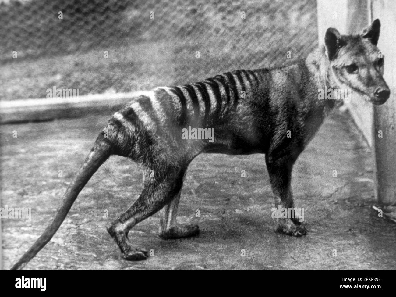 Lupo della Tasmania (Thylacinus cynocephalus), tigre marsupiale, tilacina, estinto, marsupiali, Animali, Thylacine giovane maschio, prigioniero, Zoo di Hobart, Tasm Foto Stock