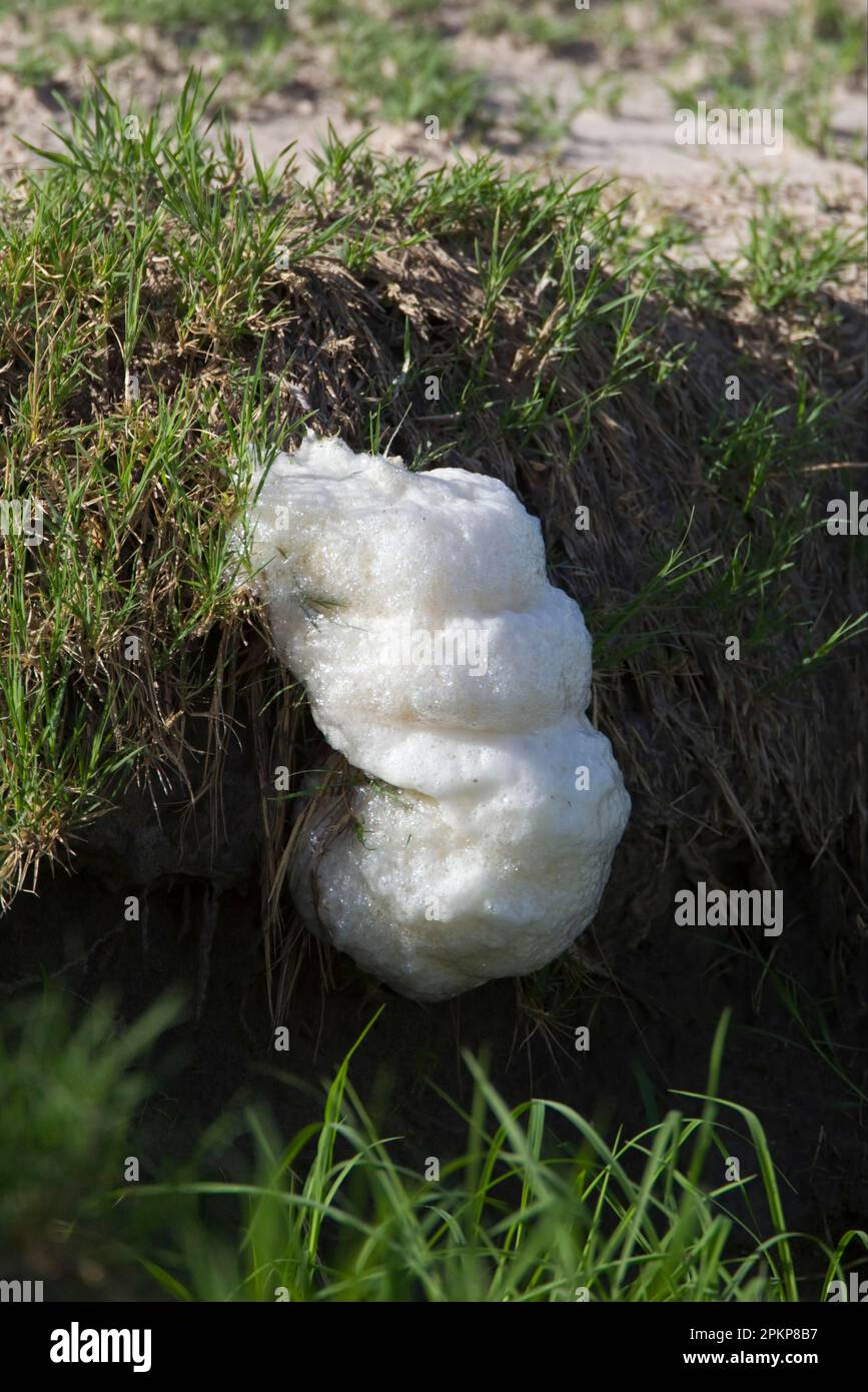 Treefrog schiuma-nido, Treefrog schiuma-nido, Treefrog grigio, Treefrog grigio, Amphibiani, Altri animali, rane, animali, Southern foam-nido Treefrog (Chirom Foto Stock
