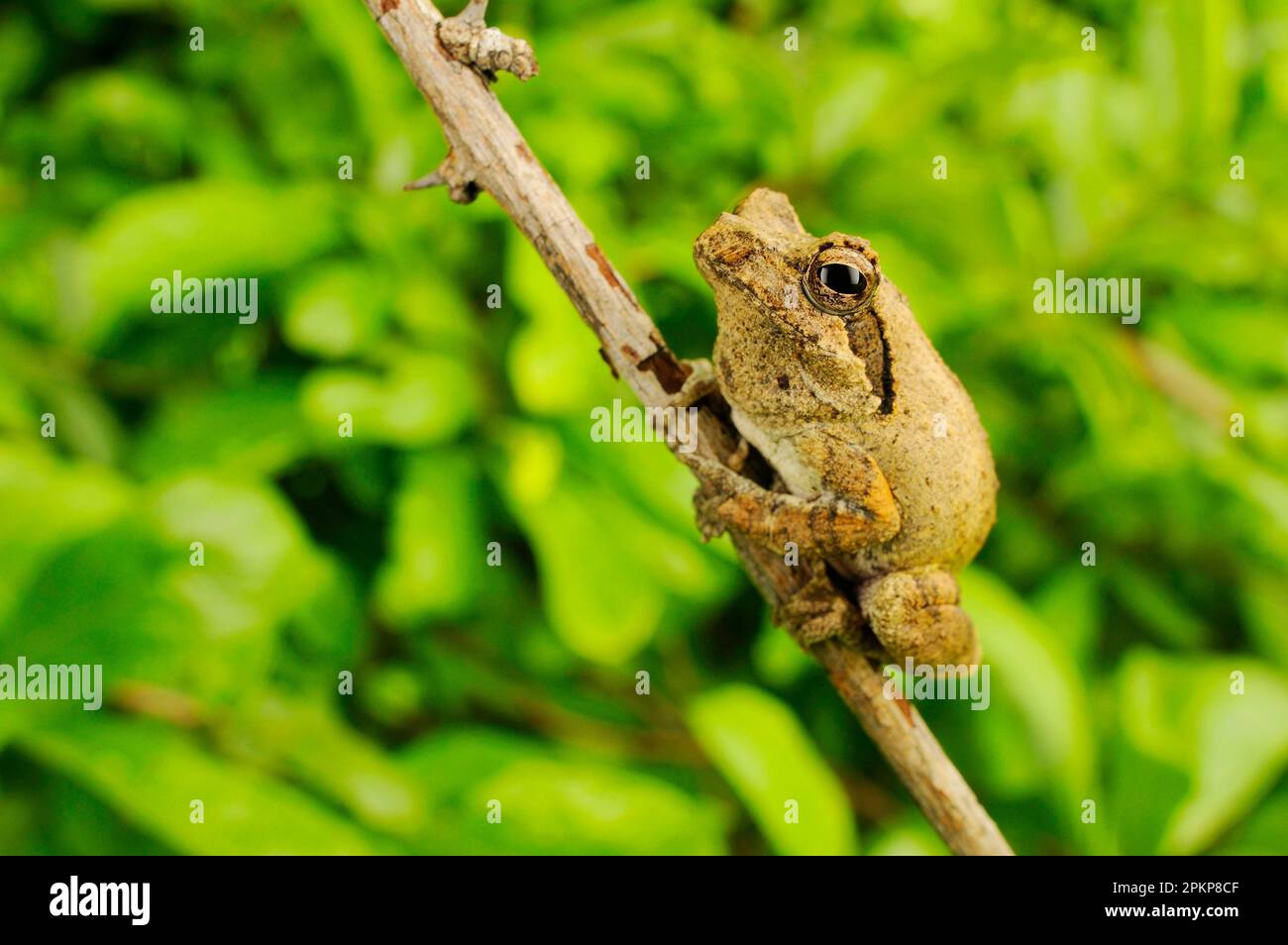 Southern foam-nido Treefrog (Chirantis xerampelina) adulto, aggrappato al ramoscello, Ruaha N. P. Tanzania Foto Stock