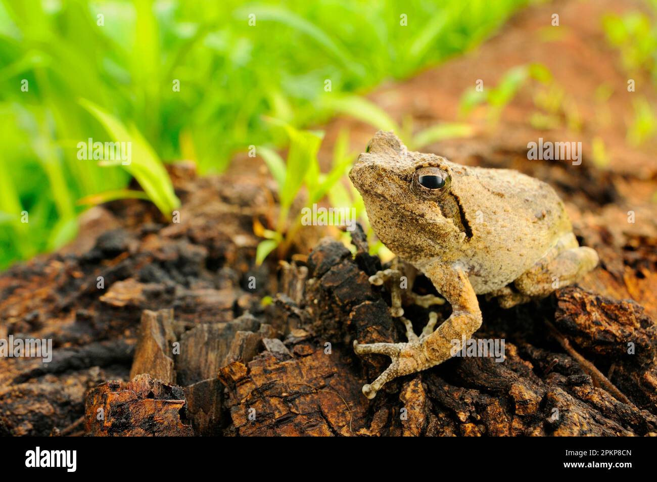 Southern foam-nido Treefrog (Chirantis xerampelina) adulto, seduto sul log, Ruaha N. P. Tanzania Foto Stock