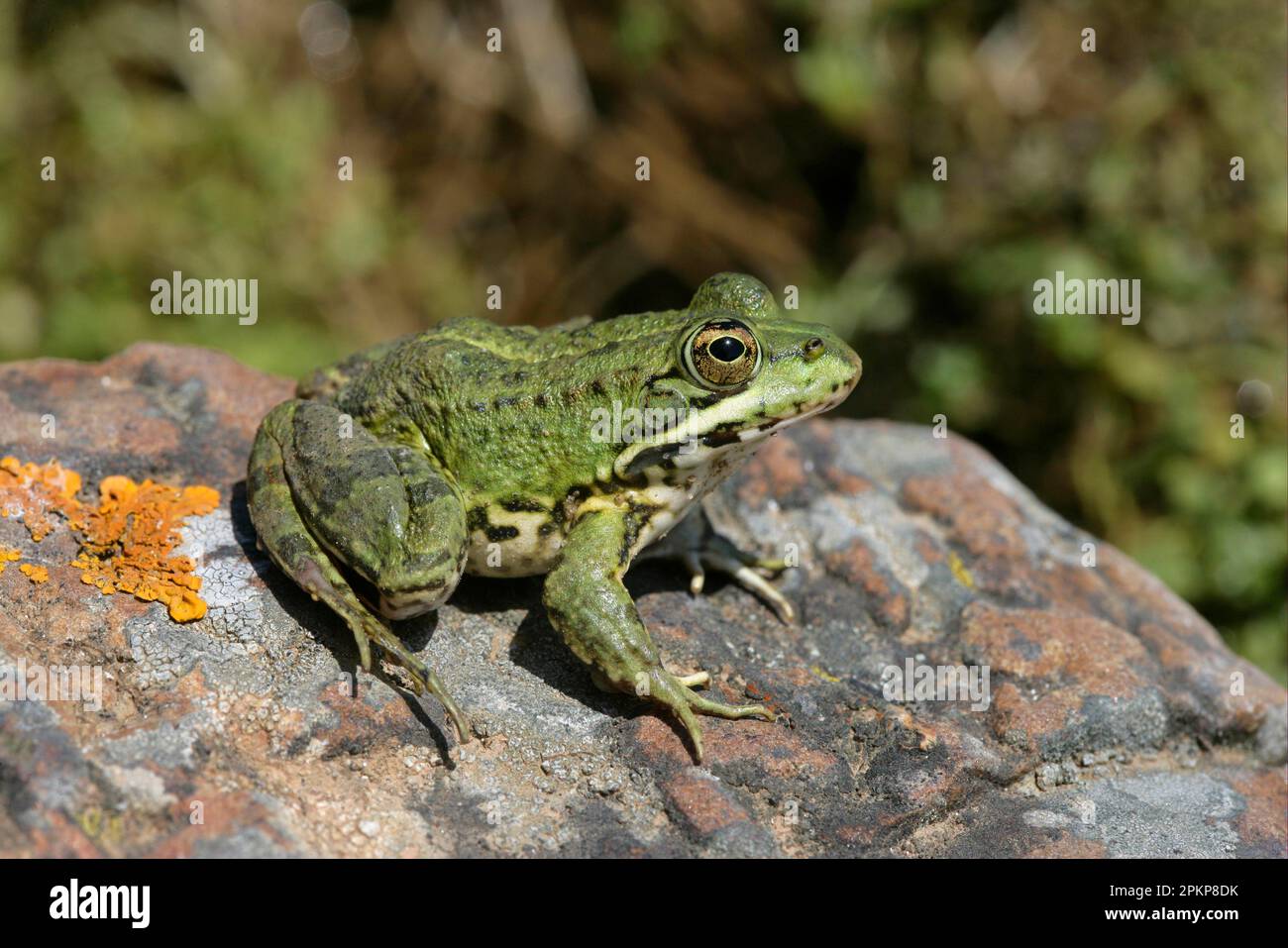 Rana iberica rane di perez Rana perezi Anfibi altri animali rane animali rana iberica adulto seduto sulla roccia Spagna primavera E Foto stock Alamy