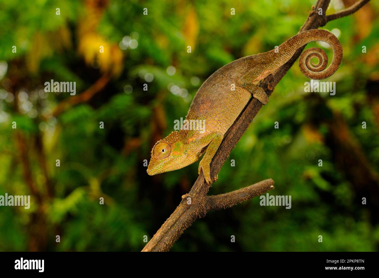 Ituri Chameleon (Kinyongia adolfifriderici) adulto, appeso al ramo, regione di Kahuzi-Biega N. P. Kivu, Repubblica Democratica del Congo Foto Stock