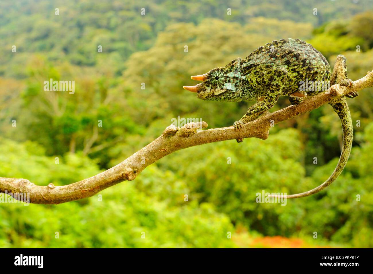 Il camaleonte a tre corna di Johnston (Trioceros johnstoni), maschio adulto, appeso al ramo, regione di Kahuzi-Biega N. P. Kivu, Repubblica Democratica del Congo Foto Stock