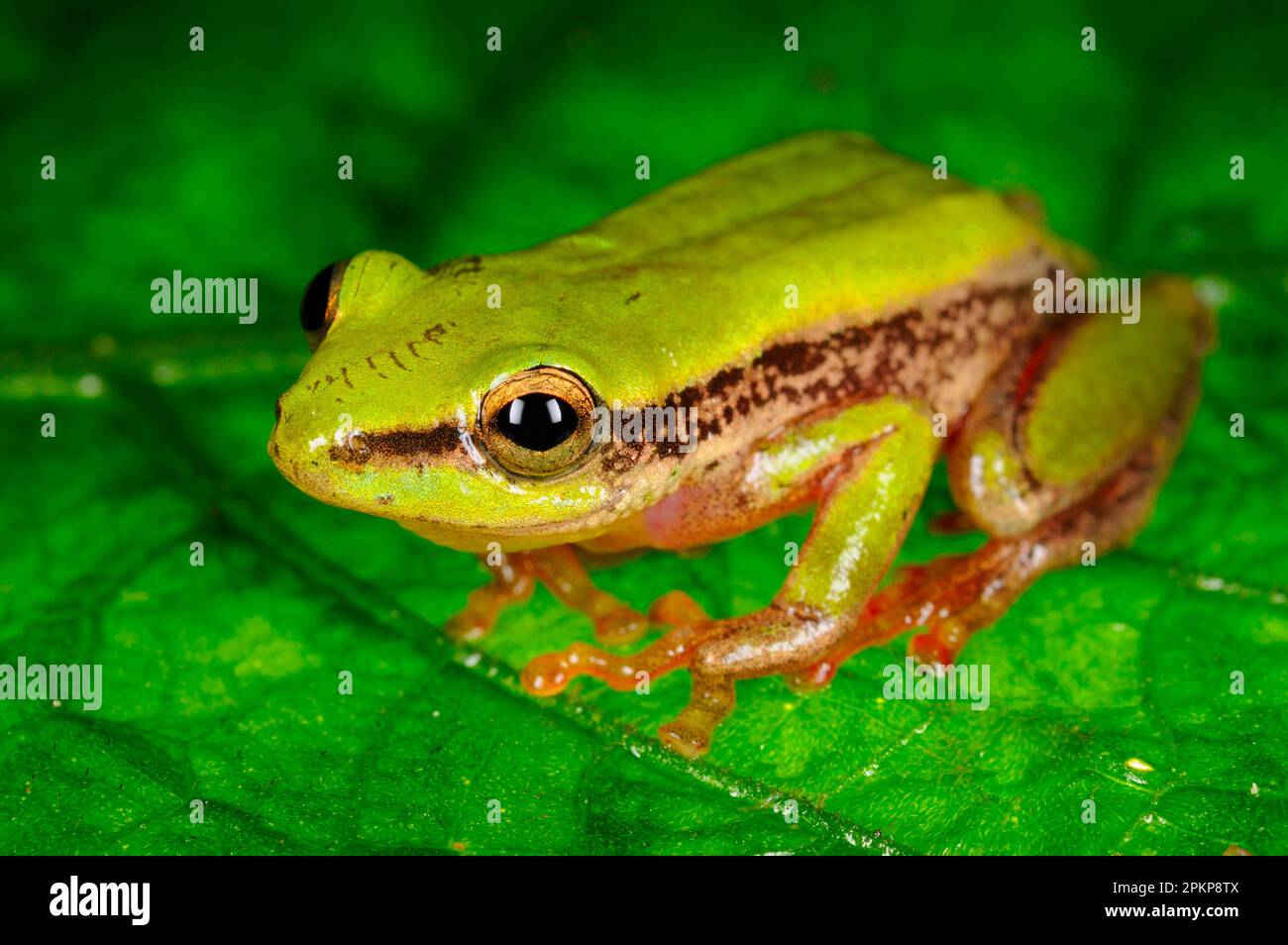 Rana, anfibi, altri animali, rane, animali, Kivu Red Frog (Hyperolius kivuensis) adulto, seduto su foglia in foresta montana tropicale, Nyungwe Foto Stock