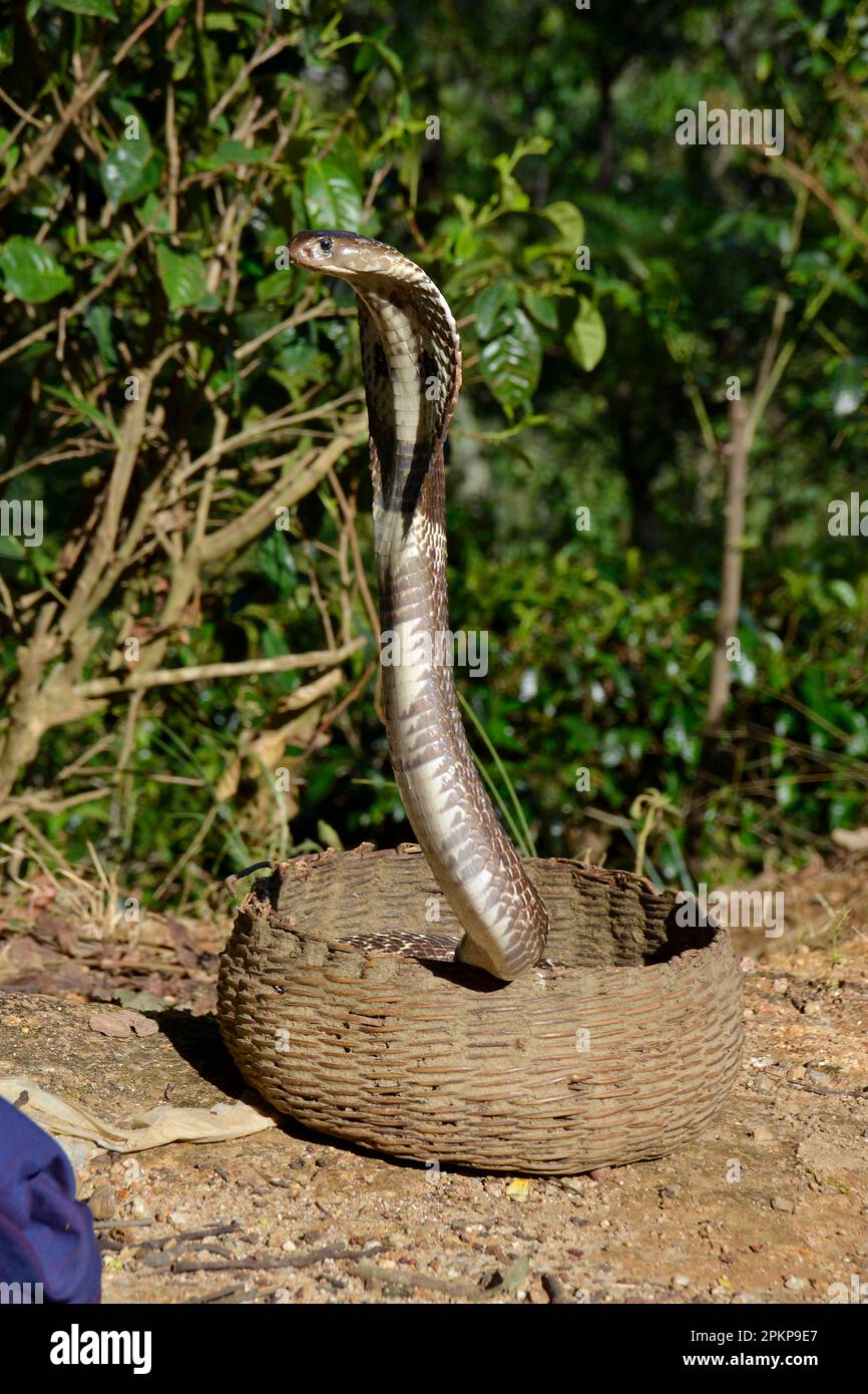 Cobra indiana (Naja naja) . Sri Lanka Foto Stock