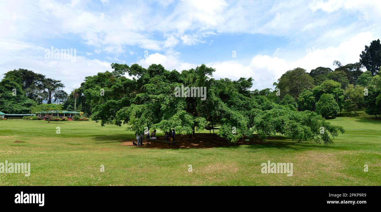 Fico piangente (Ficus benjamina), Giardini Botanici reali, Peradeniya, Kandy, Sri Lanka, Asia Foto Stock
