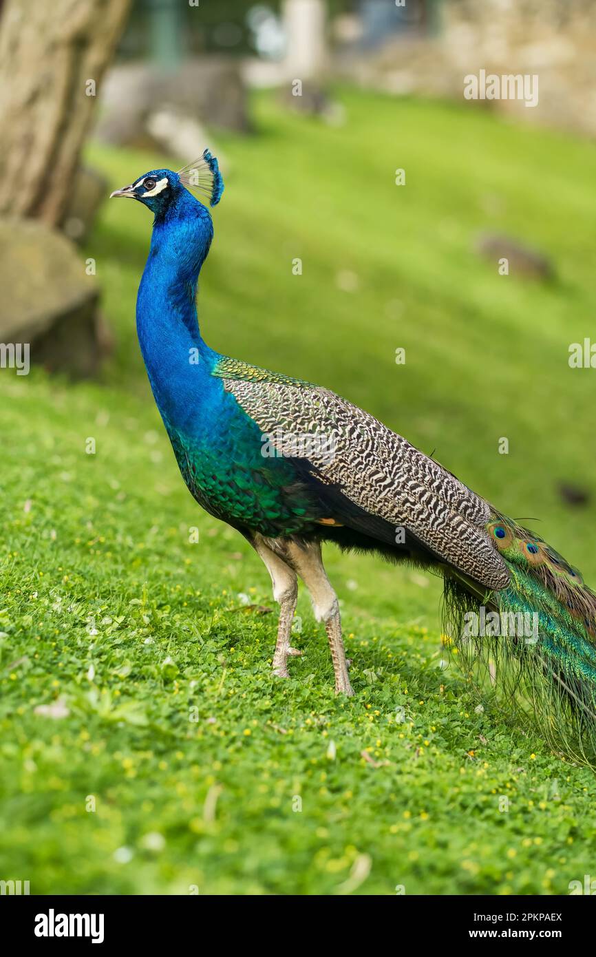 Bel ritratto di uccello maschio pavone primo piano Foto Stock