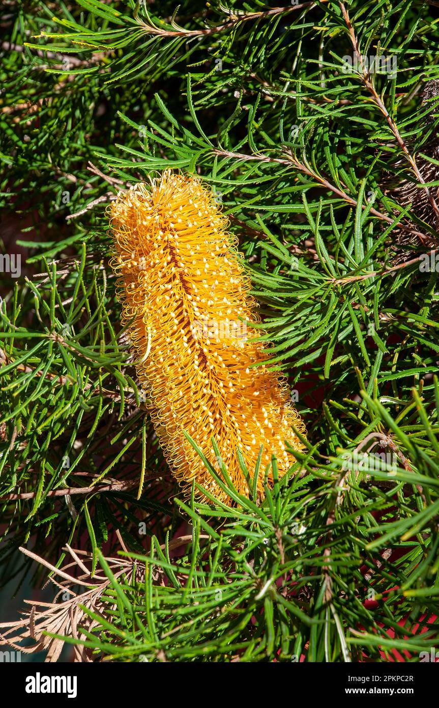 Sydney Australia, banksia ericifolia o Heath banksia fiori coni Foto Stock