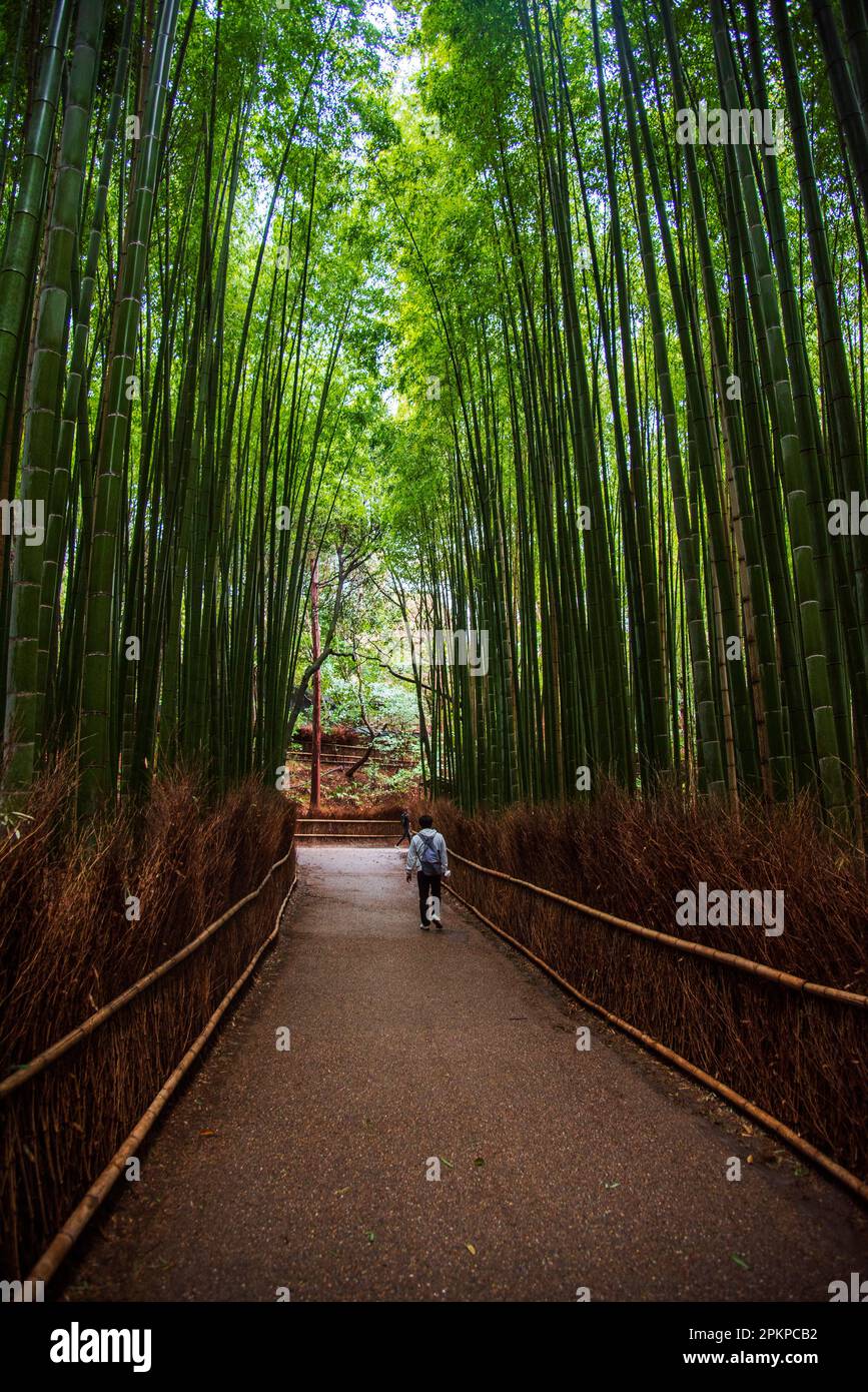 Arashiyama Boschetto di bambù, Kyoto, Giappone Foto Stock