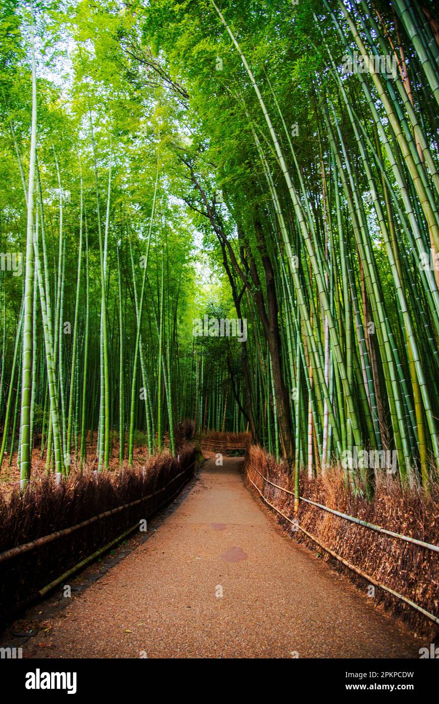 Arashiyama Boschetto di bambù, Kyoto, Giappone Foto Stock