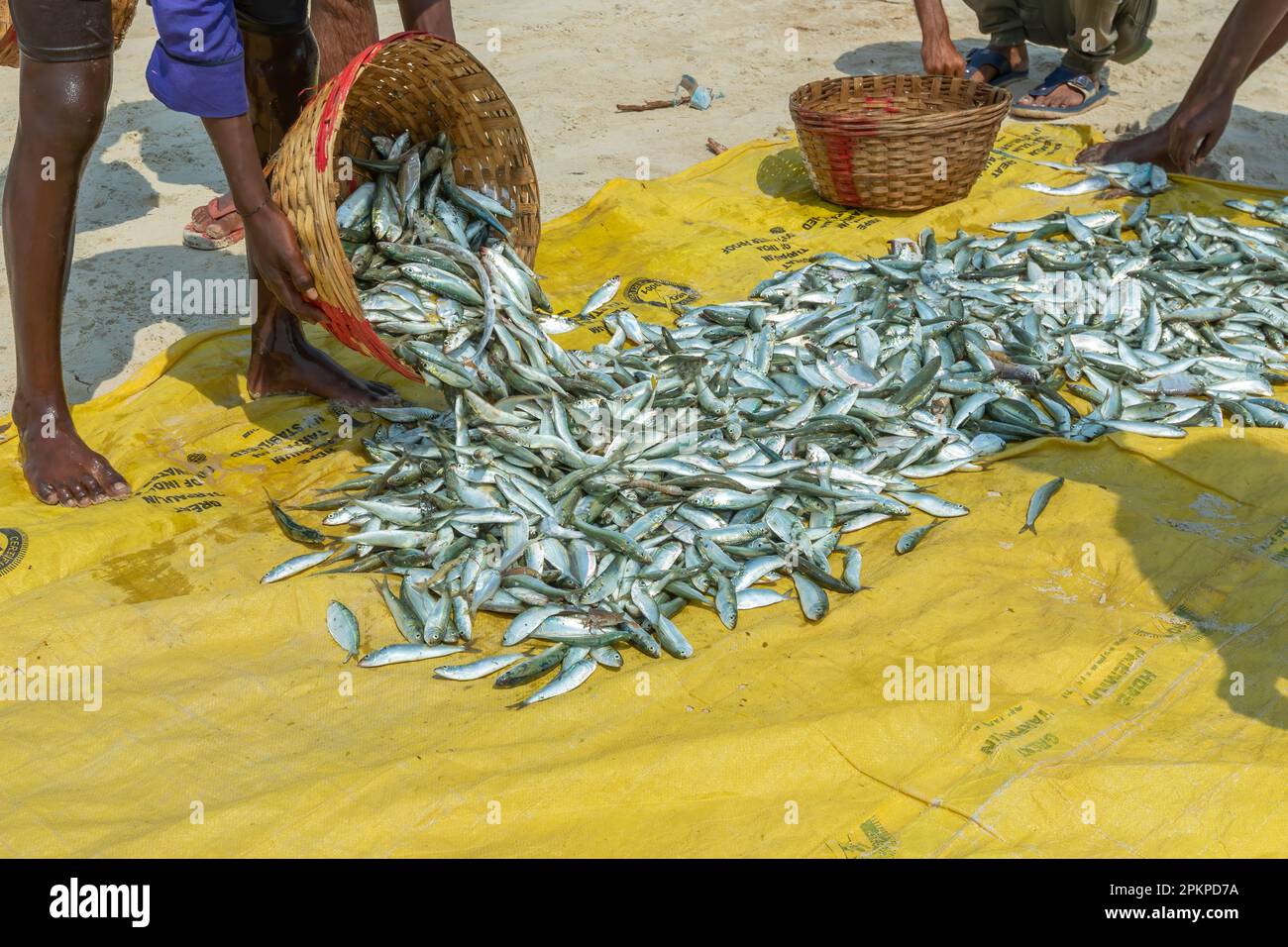 Benaulim Beach, Goa - India. Aprile, 06 2023. I pescatori scaricano il loro pescato dalle fragole sulla riva. I pescatori poi smistano meticolosamente segrega Foto Stock