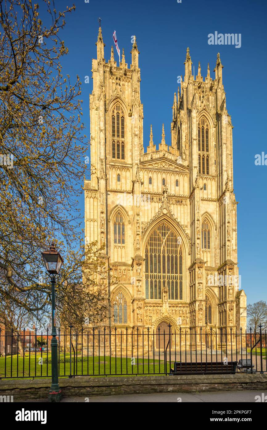 Beverley Minster. Yorkshire orientale. Bella chiesa gotica. Costruito con Tadcaster York calcare 1190 a 1420.York Diocesi. Chiesa di San Giovanni e San Martino. Foto Stock
