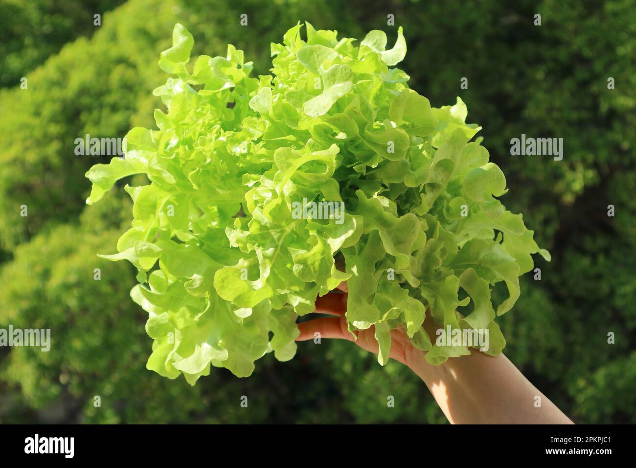 Mano che tiene un mazzo di lattughe di quercia verde con floliage verde sfocato sullo sfondo Foto Stock