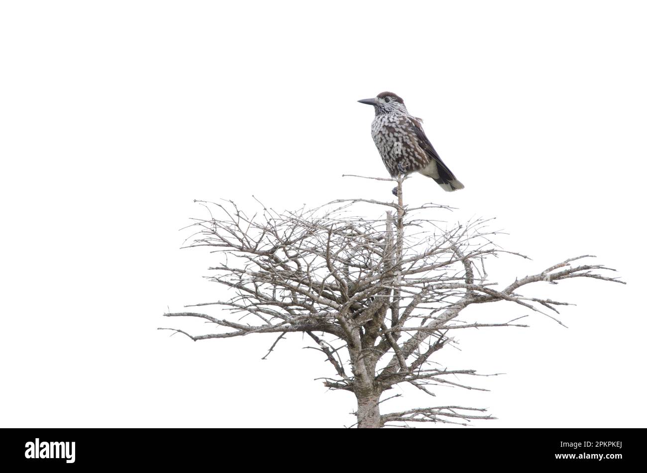 Cracker Nucifraga cariocatactes japonica macchiato. Monte Mokoto. Parco Nazionale di Akan Mashu. Hokkaido. Giappone. Foto Stock