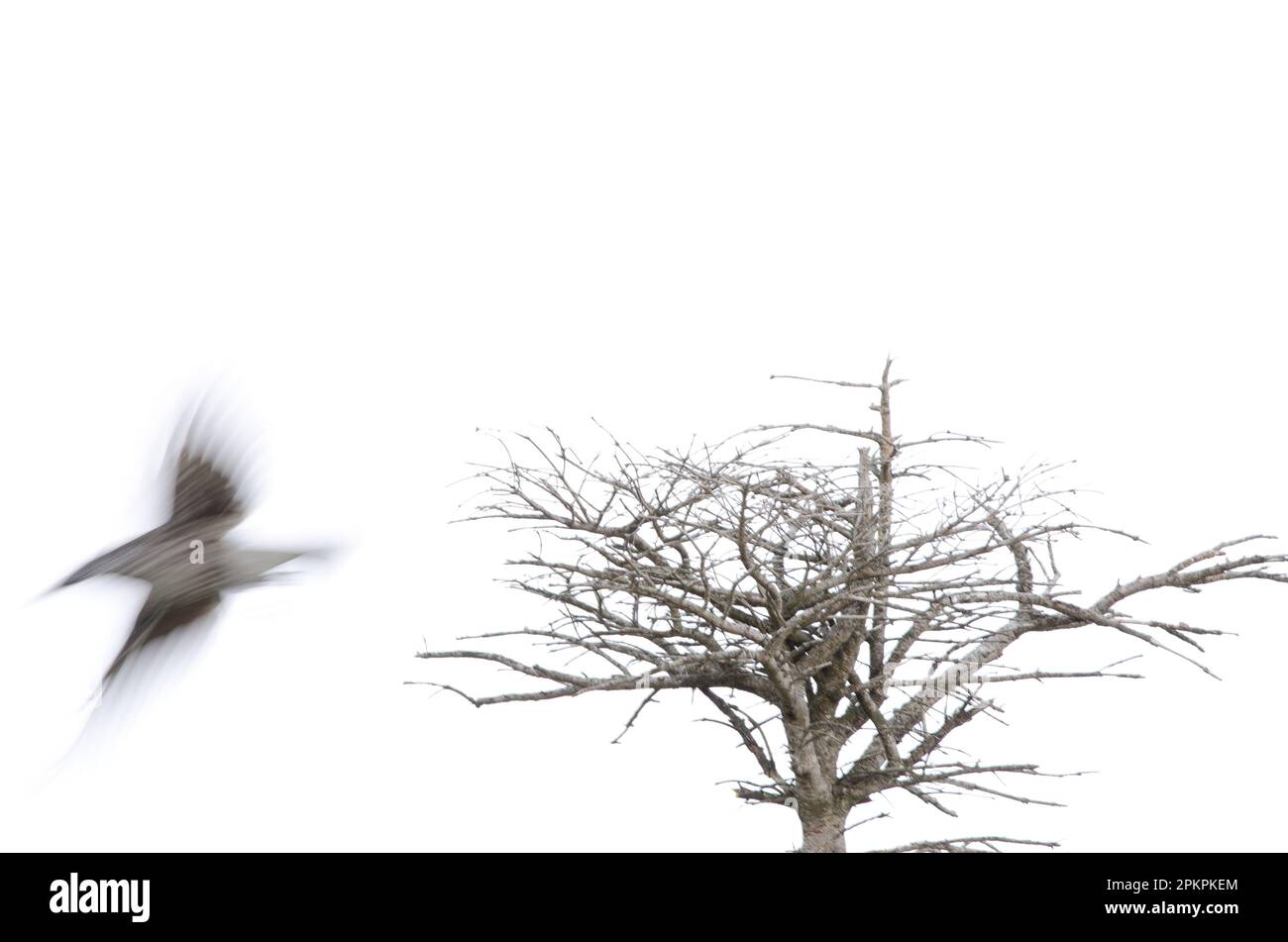 Nutcracker Nucifraga caryocatactes japonica macchiato in volo. Monte Mokoto. Parco Nazionale di Akan Mashu. Hokkaido. Giappone. Foto Stock